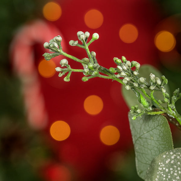 Festive Green Eucalyptus Wreath