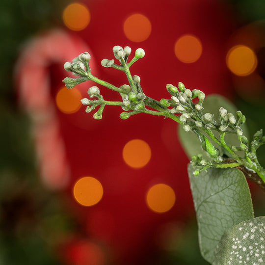 Festive Green Eucalyptus Wreath